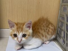 -宠颐生猫科·内科皮肤科(西平世纪城店)