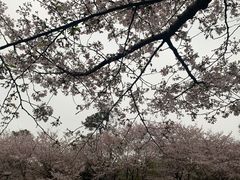 -武汉大学-樱园