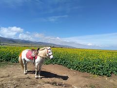 -青海湖国家重点风景名胜区