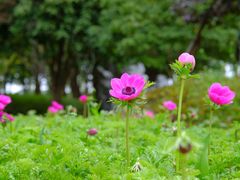 -上海鲜花港