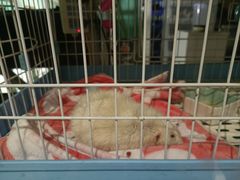 -雨林宠物医院 非犬猫异宠专科