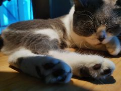 -遇见羊驼·奶狗咖·布偶猫咖·法斗柯基柴犬阿拉斯加(春熙路太古里IFS店)