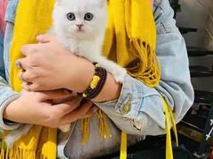 -欣宠猫屋·矮脚拿破仑·蓝金金渐层