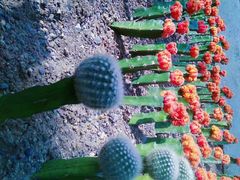 -南山植物园