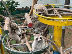 -西霞口神雕山野生动物世界
