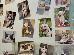 -爱妮康宠物医院·干细胞免疫细胞·肿瘤·心脏(张江店)