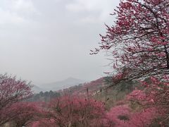-新建村梅花