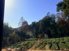 -野蔓果·山野菜(西湖景区·龙井茶田店)