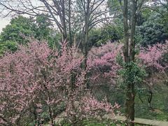 -南山植物园