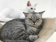 -Heymao猫咖.咖啡厅(东门店)