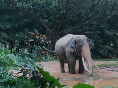 -广州长隆野生动物世界