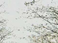 -天适樱花悠乐园