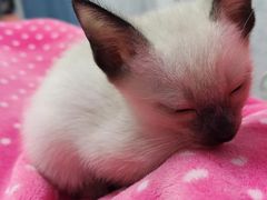 -欣宠猫屋·矮脚拿破仑·蓝金金渐层