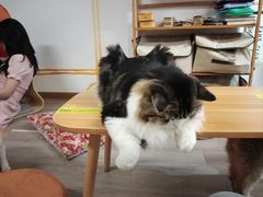 -柴迷FANS CLUB·柴犬狗咖·猫咖