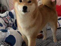 -瑞派雷欧宠物医院·中兽医·眼科·急重症转诊中心(黄台店)
