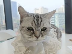 -怪兽屋·羊驼·猫咖·狗咖(俊华广场店)