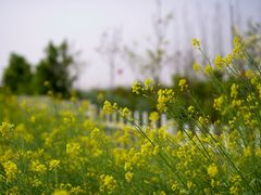 -上海滴水湖皇冠假日酒店