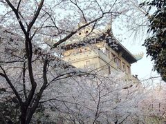 -武汉大学-樱园