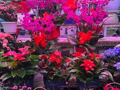 -花鸟鱼虫鲜花绿植市场(玉泉路店)