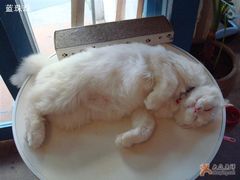 -Babycat私家御饼屋(龙头路一店)