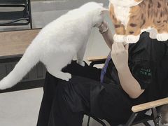 -Heymao猫咖.咖啡厅(东门店)