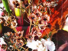-Butchart布查德鲜花(花艺设计中心)