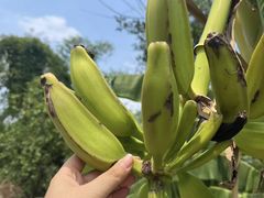 -林中乐辣子鸡(歌乐山总店)