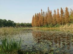 -艾溪湖湿地公园