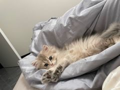 -猫十亿·布偶金渐层·曼基康矮脚猫舍(青年路店)