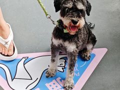 -帕帕拉兹宠物(亚洲旗舰店)