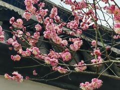 -梅花山(明孝陵内)