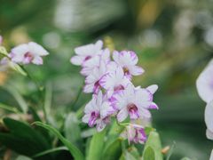 -上海辰山植物园
