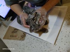-宠爱国际动物医院·消化内科·心肾内科·ISFM猫友好(望京店)
