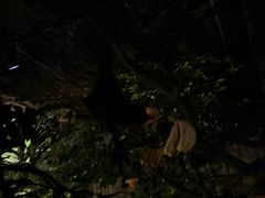 -夜间野生动物园