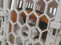 -瑞派宠物医院·内科·软组织·绝育中心(沈阳八纬路分院)
