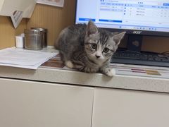-瑞派康怡24h宠物医院·犬猫医疗中心·微创绝育(瑞景分院)