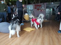 -Husky Go! 哈士奇体验馆·宠物咖啡厅狗咖