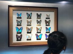 -上海昆虫博物馆