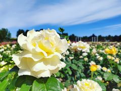 -石家庄市植物园