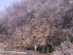 -北京西山国家森林公园