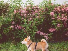 -引领英语·成人口语·雅思托福