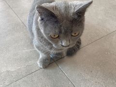 -飞行喵MR PILOT|猫舍·猫咖(静安大融城店)
