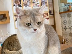 -猫小主咖啡·猫咖cat cafe(福田店)