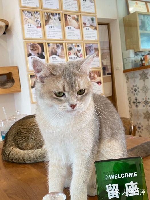 猫小主咖啡·猫咖cat cafe(福田店)图片