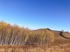 -乌兰布统景区-白桦林