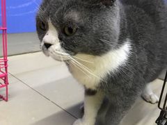 -瑞派动物医院·猫专科·至诚(江南中分院)