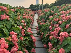 -深圳湾公园(南山区)