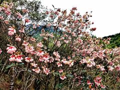 -梧桐山风景名胜区