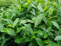 -十八棵（老龙井）御茶园(老龙井店)