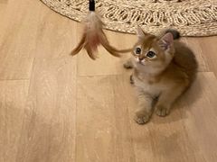 -lincat·猫舍(广州店)